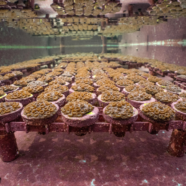Land-based coral nursery at Mote Marine Lab